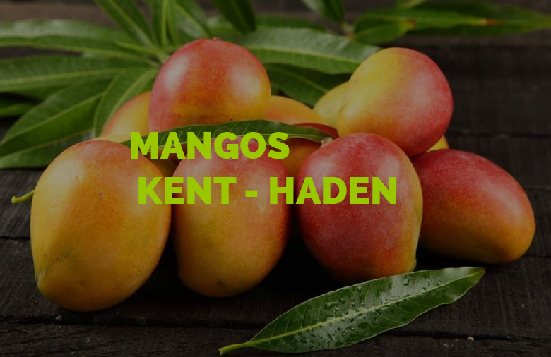banner-mango.jpg