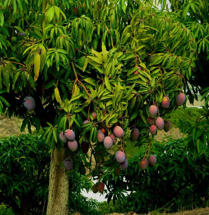 planta-mango.jpg